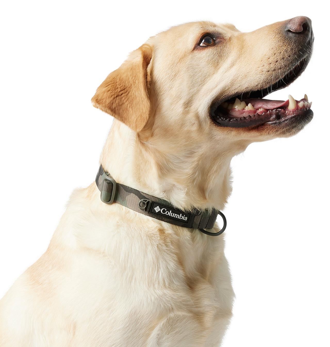 Silver Ridge™ Dog Collar