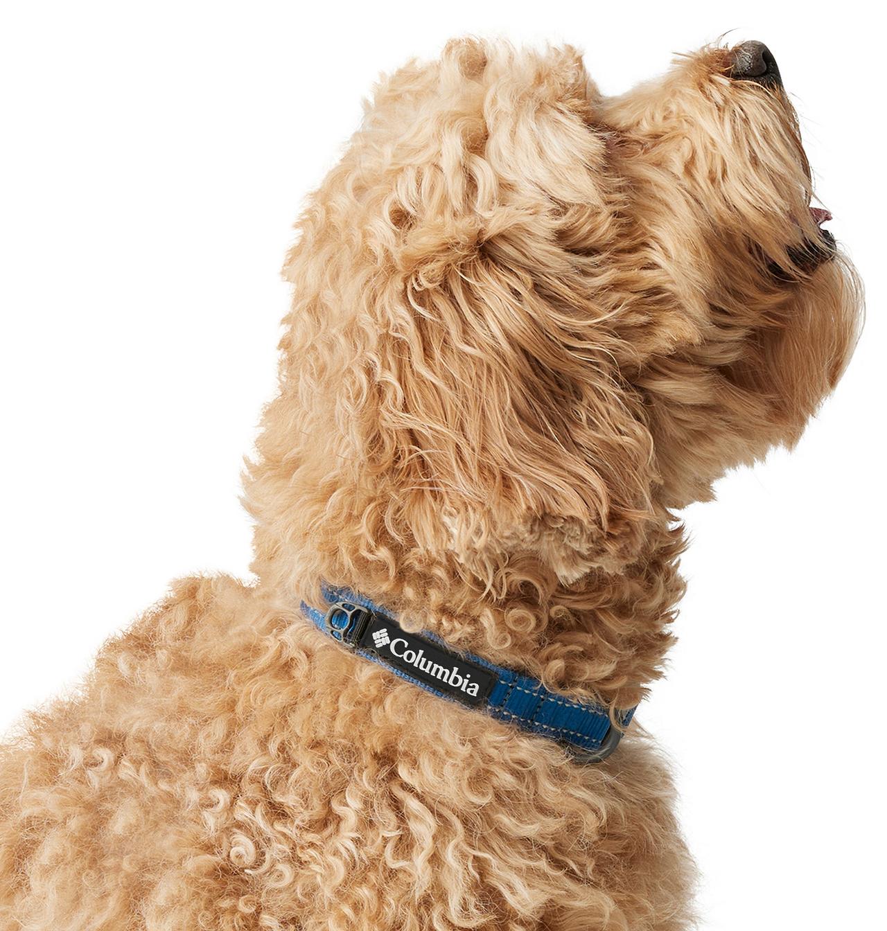 Silver Ridge™ Dog Collar 4