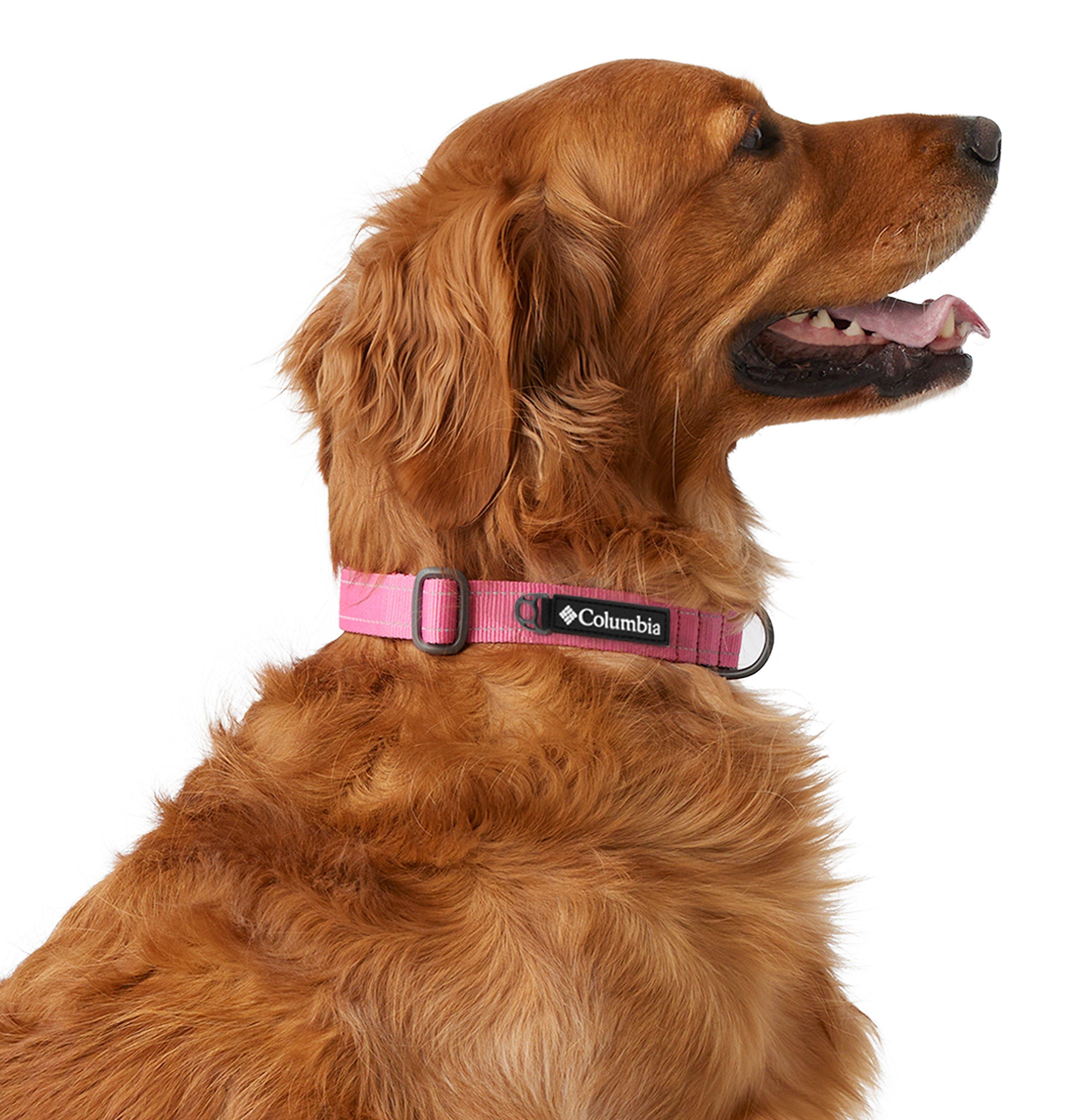Silver Ridge Dog Collar 3