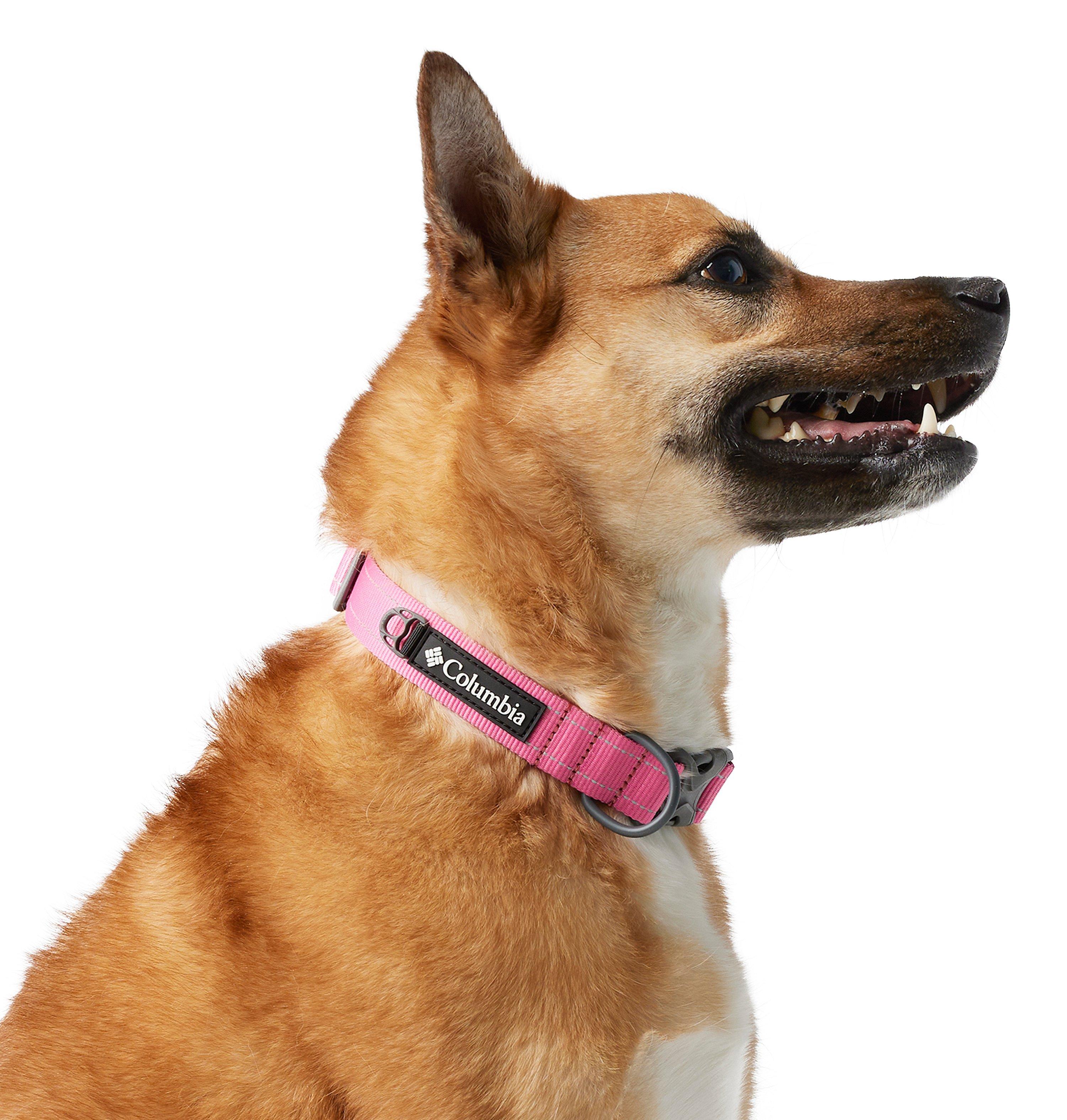 Silver Ridge Dog Collar 4