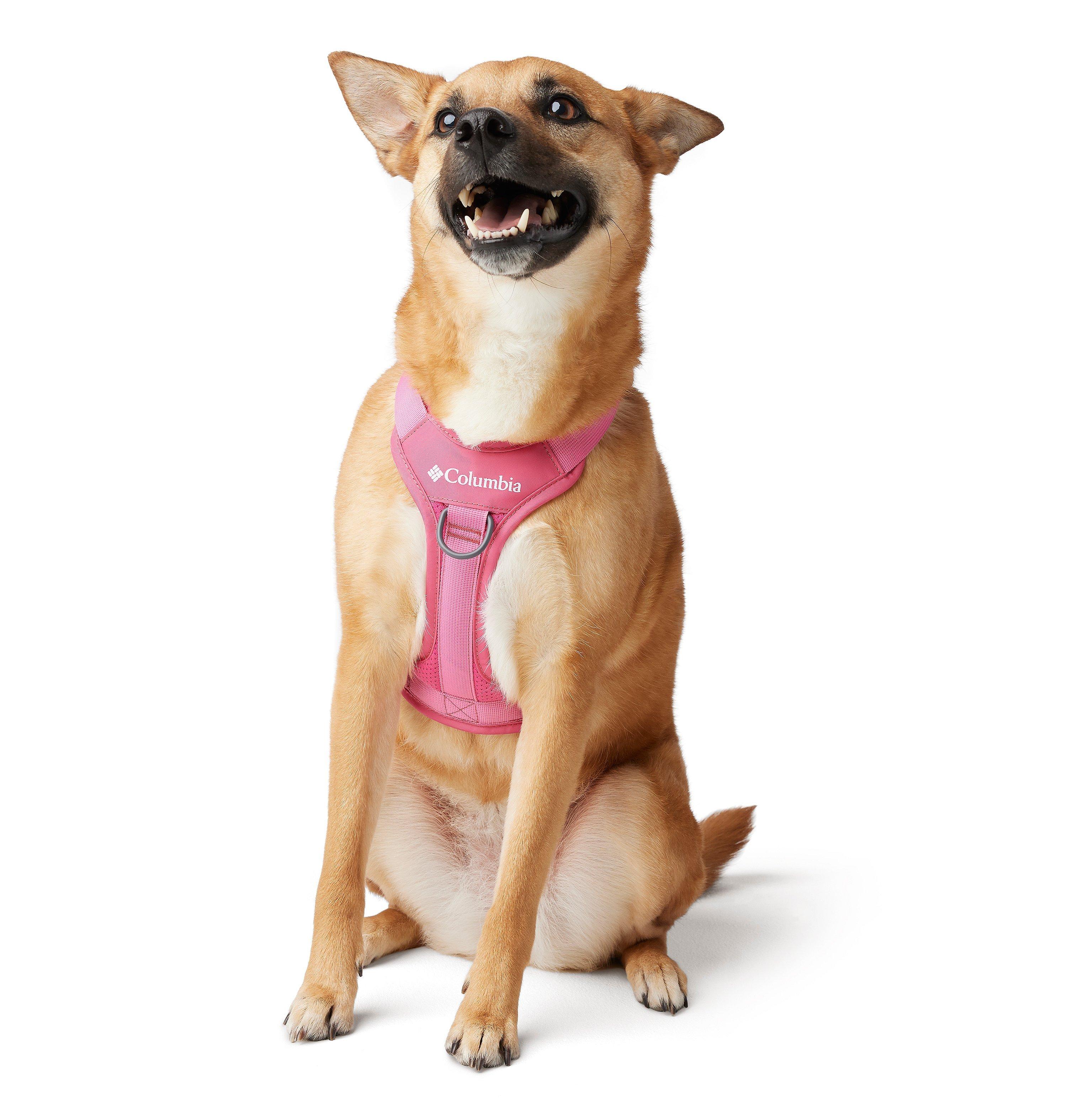 Silver Ridge Dog Harness 3