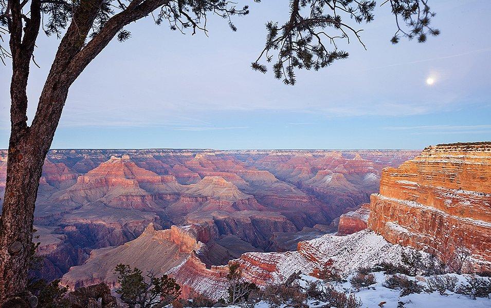The Grand Canyon sprawls out behind a tree sitting in the foreground with canyon walls that are speckled with snow.