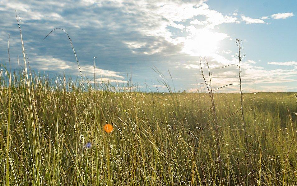Tall green blades of grass sparkle in the sunlight in Everglades National Park.