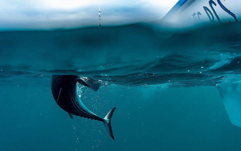 Under water shot of large fish. 