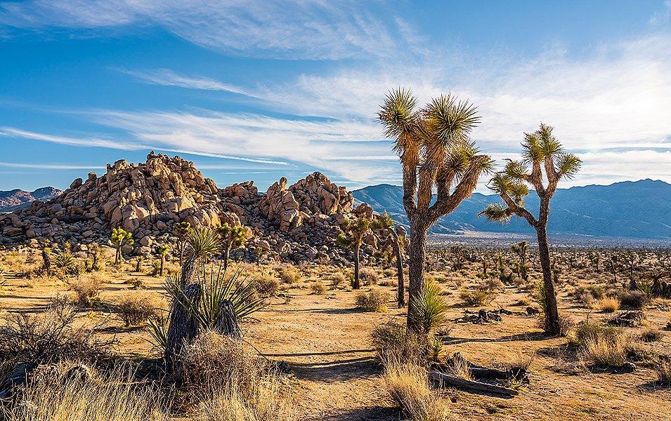A sunny blue sky expands over the scenic desert at Joshua Tree Natonal Park.