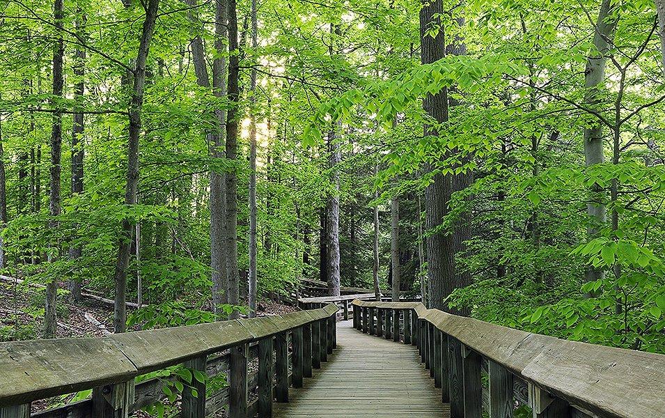 A bridge unfolds into a gorgeous verdant forest at Cuyahoga National Park.
