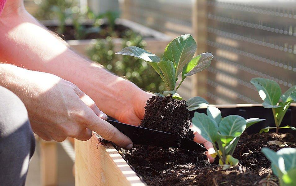 A close-up photo of a pair of hands digging in a box of potted plants. 
