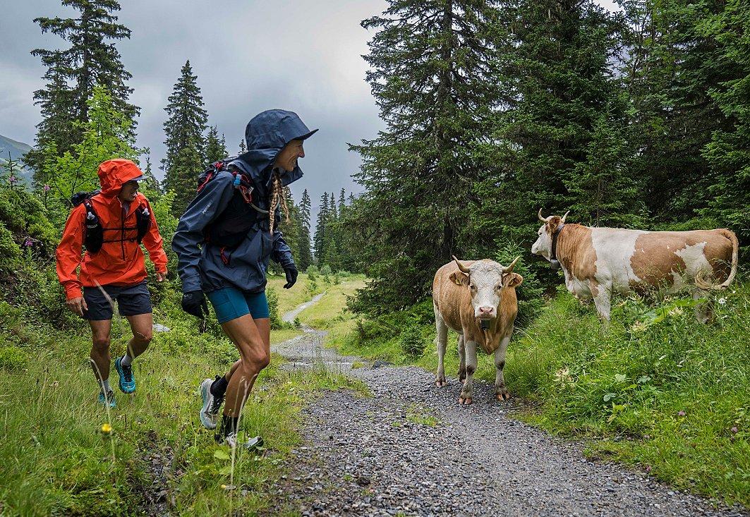 Matt and Lauren pass two cows on their trail run in the Alps.