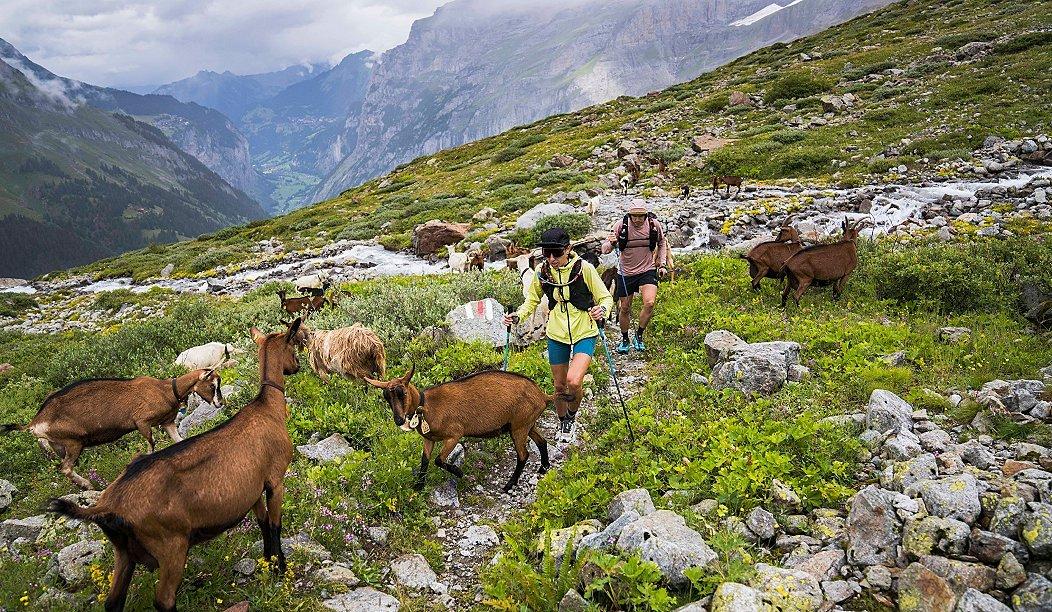 Matt and Lauren hike through a herd of mountain goats.