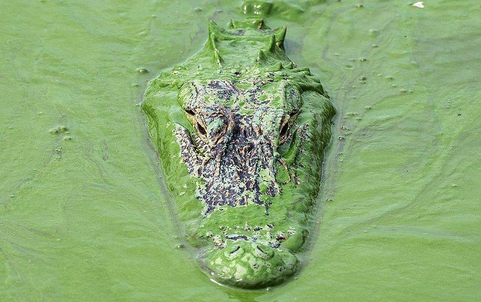 A crocodile swims through murky water in the Florida Everglades. 