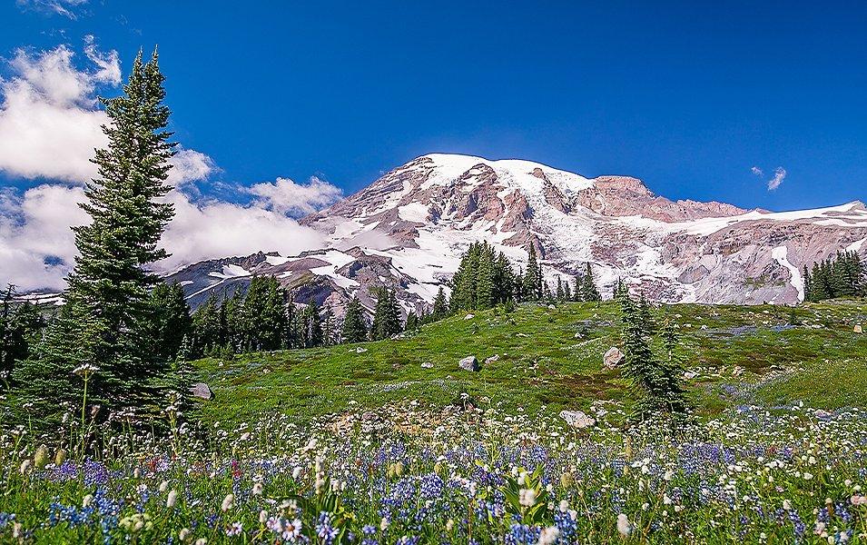 Mt. Rainier National Park in Washington State.