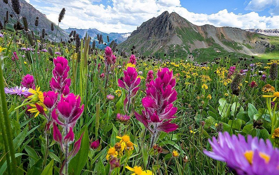 Flowering fields around Ouray, Colorado. 