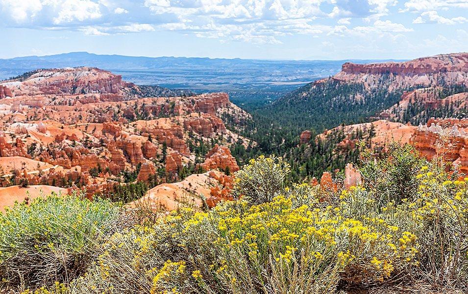 Flowering plants near a vista lookout at Bryce Canyon, Utah. 