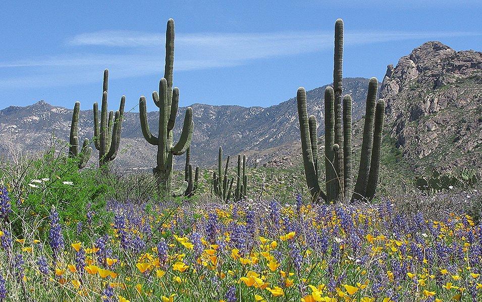 Flowers blooming near cholla cactus in the Sonoran Desert, Arizona.