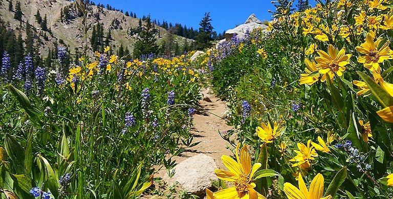 Looking for something to do with Mom this Mother’s Day? Why not soak up the natural beauty of a wildflower hike? Here are eight of the best wildflower hikes in the U.S.