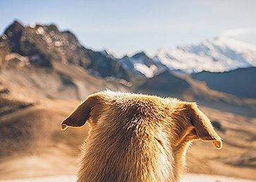 A dog's perspective on the beautiful Andes mountains.