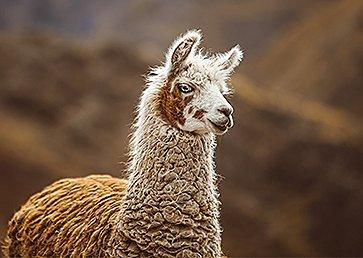 Alpaca close up, smiling for the camera