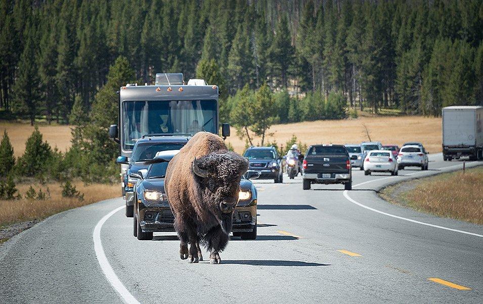 Bison leading a traffic jam in Yellowstone National Park. 