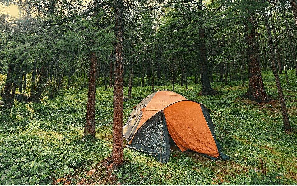 An orange tent sits in a forested area, surrounded by lush ferns and trees.
