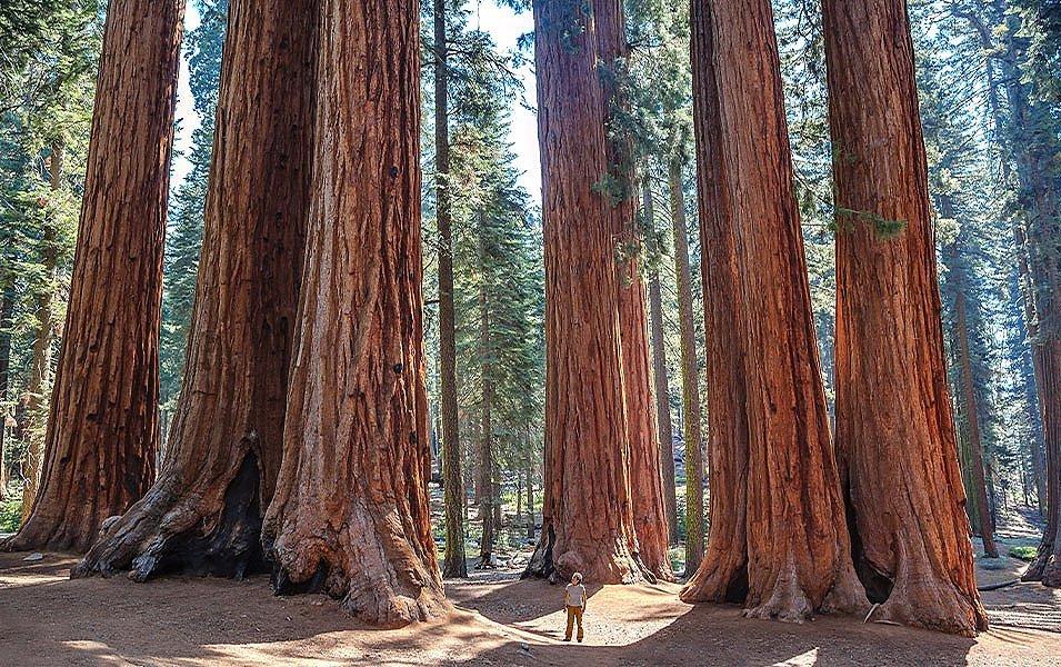 A man stands below gorgeous towering trees at Sequoia National Park in California.