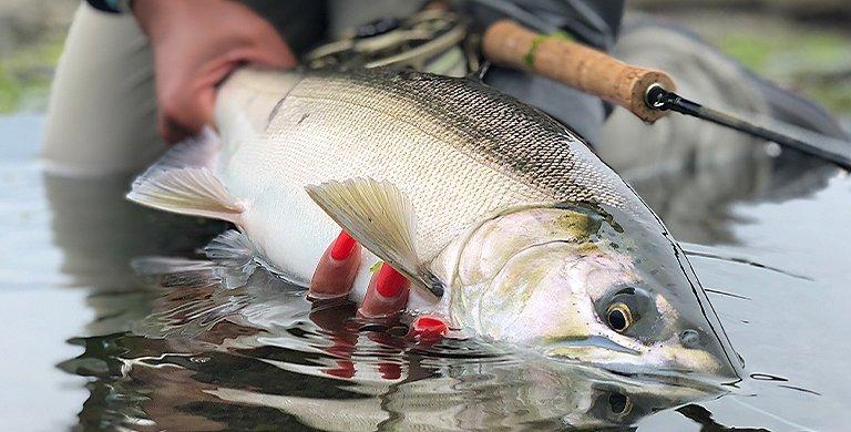To help you get the most out of this stellar season, we chatted with fly fishing expert Ruth Sims who shared her best tips and tricks for fall fly fishing.