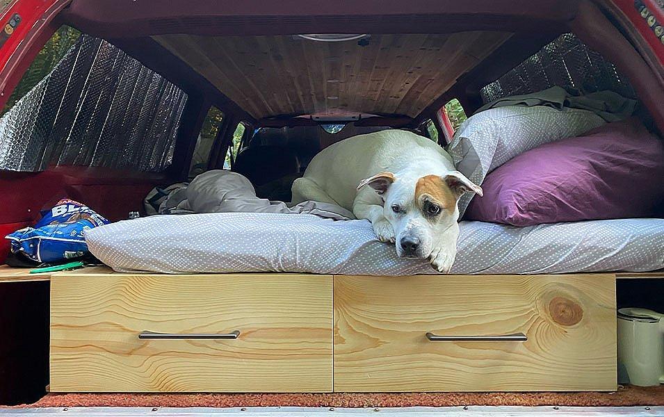 A white dog sits in the back of a truck camper ready for adventure. 
