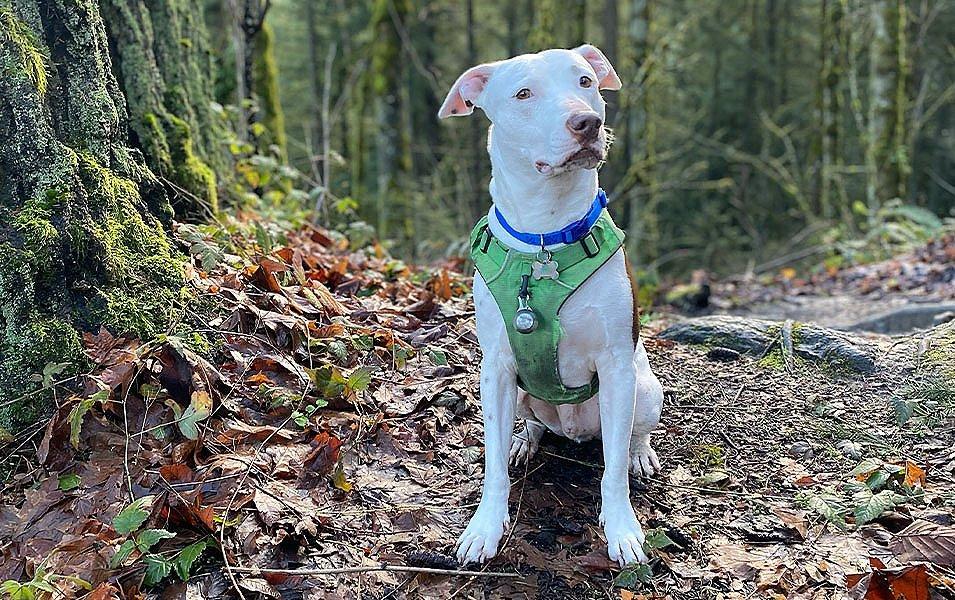 An adorable white pooch sits in a forest wearing a doggy hiking pack and looking toward the camera. 