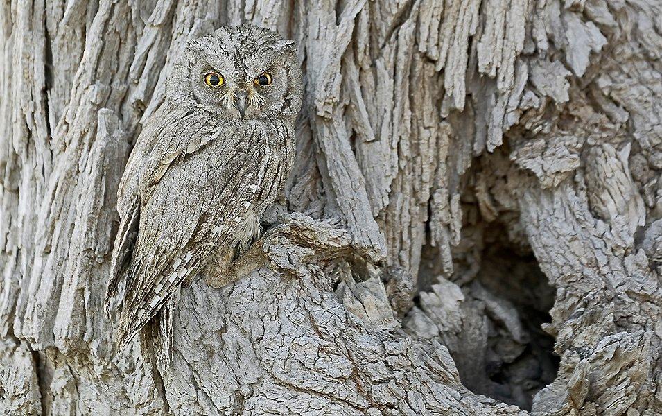 Un hibou gris et brun camouflé dans l'écorce d'un arbre.