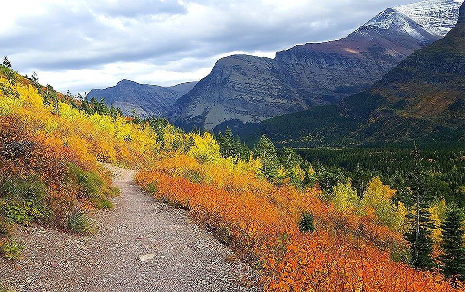 Tall mountains can be seen behind a trail of orange, yellow, and gree foliage at Glacier National Park in Montana.