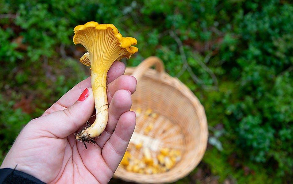 Close up of person holding a mushroom. 