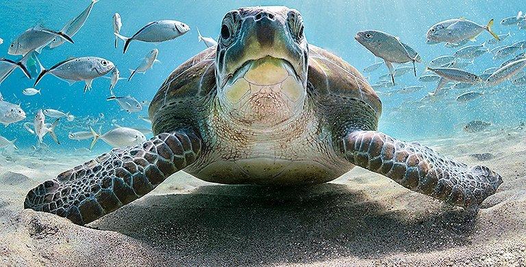 From tiny chameleons to protected parks, learn more about recent environmental wins that are giving us hope for a greener future.