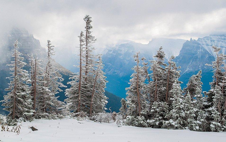 Montana’s Glacier National Park, which is full of towering trees and giant canyons, epitomizes the natural beauty of the Rocky Mountains.