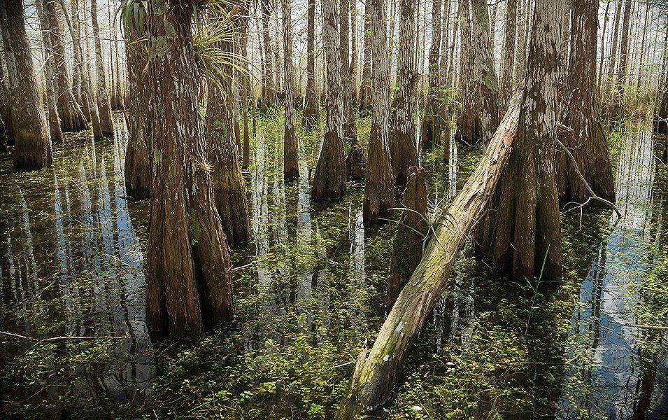 The magnificent Everglades, which are full of alligators, manatees, and more than 200 species of birds, rank among Florida’s most beautiful natural destinations.