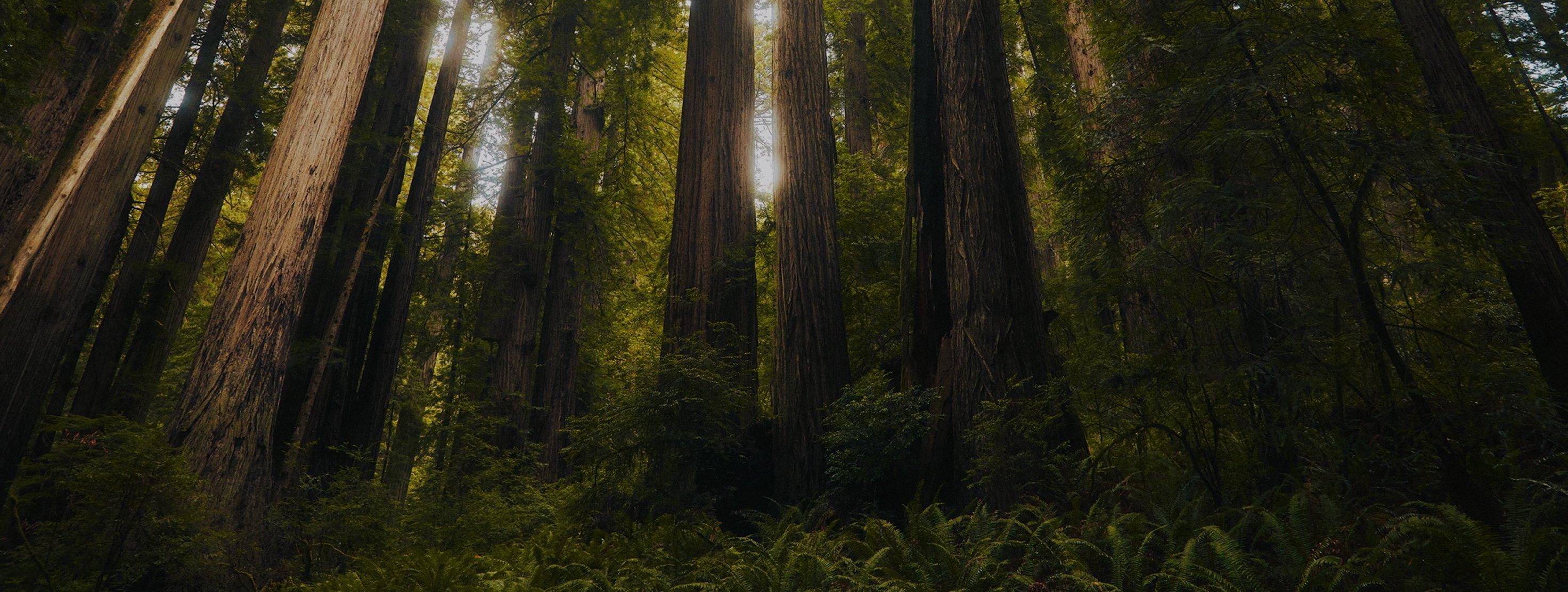 Star Wars and Columbia logos. Forest backdrop. 
