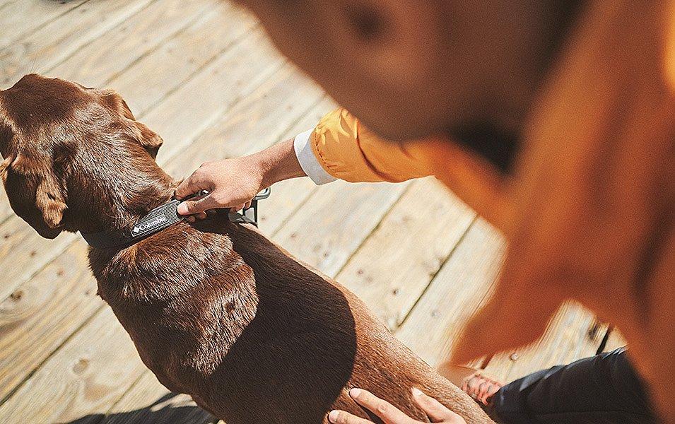 A man carefully adjusts his dog's collar, making sure it's secure and comfy, as they prepare for an outdoor adventure.