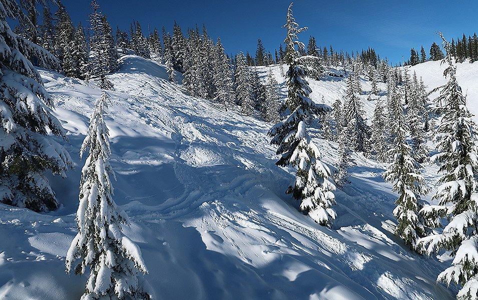 Ski and snowboard tracks crisscross a snow-covered slope. Dotting the slope are trees with branches heavy with recent snowfall.