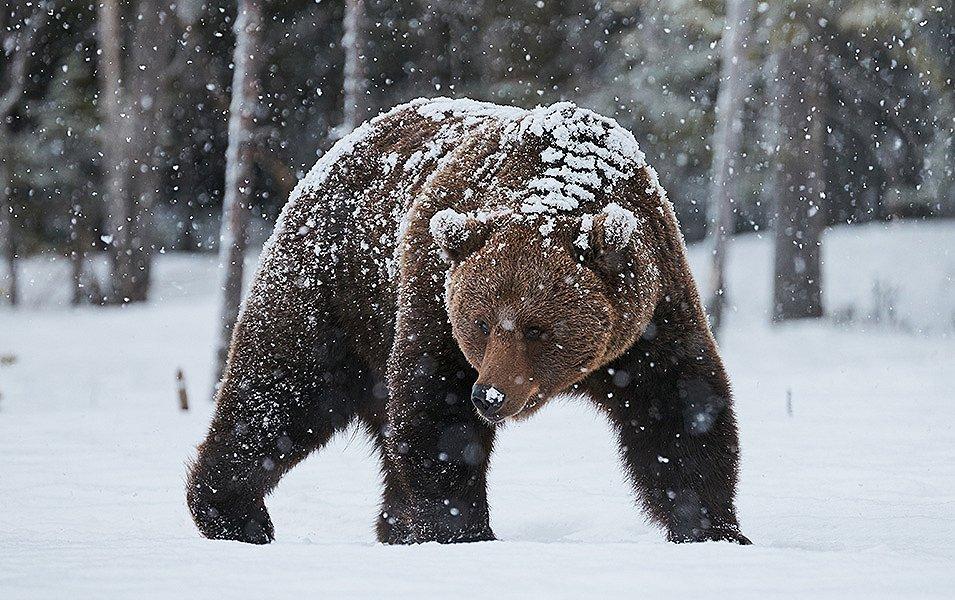 A big brown bear strolls across a snowy landscape. It's cold outside, but his fluffy, furry coat is keeping him warm.