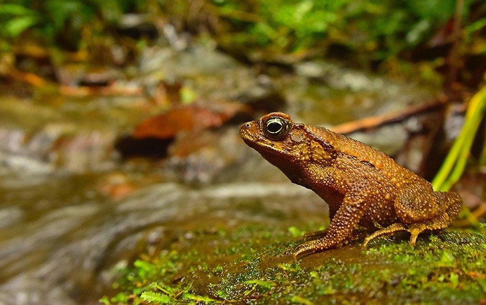 Rhinella leptocelis is a species of toad that is only found in humid montane forests in northern Bolivia and southern Peru. The toad sits quietly on a bed of ferns. 