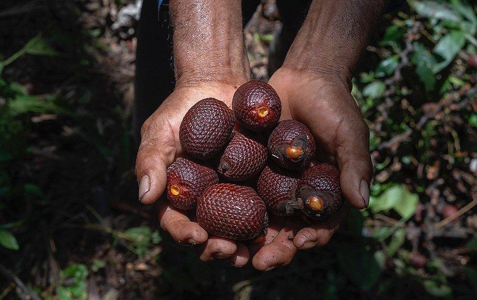 Rhinella leptocelis is a species of toad that is only found in humid montane forests in northern Bolivia and southern Peru. The toad sits quietly on a bed of ferns. 