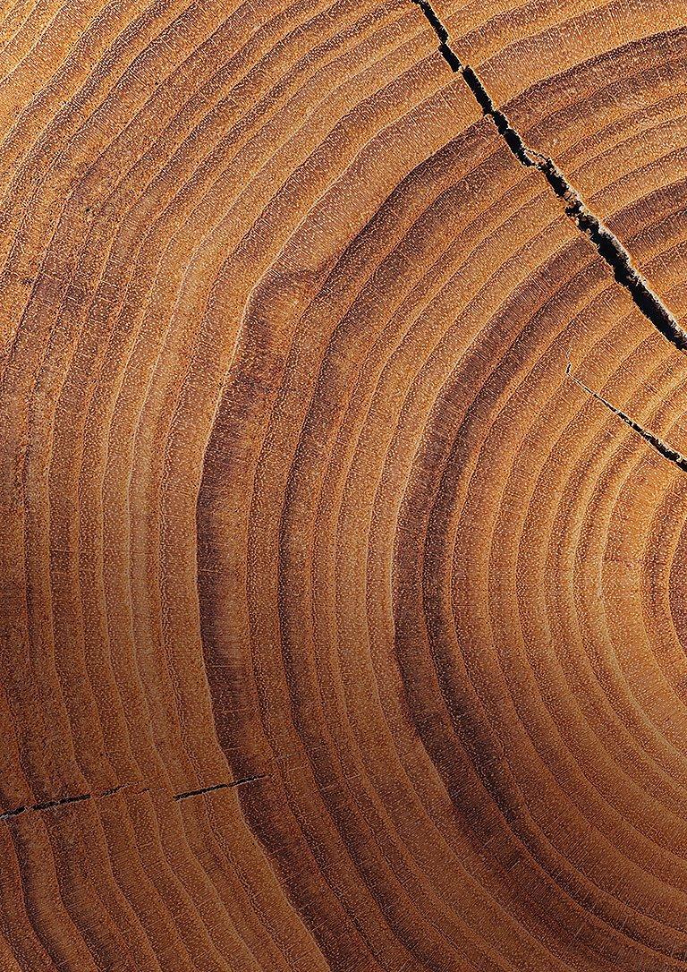 Close-up of tree rings.