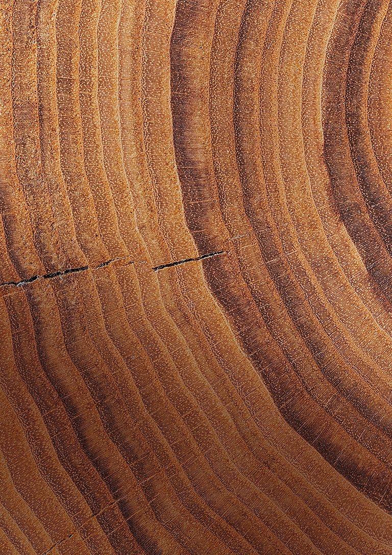 Close-up of tree rings.