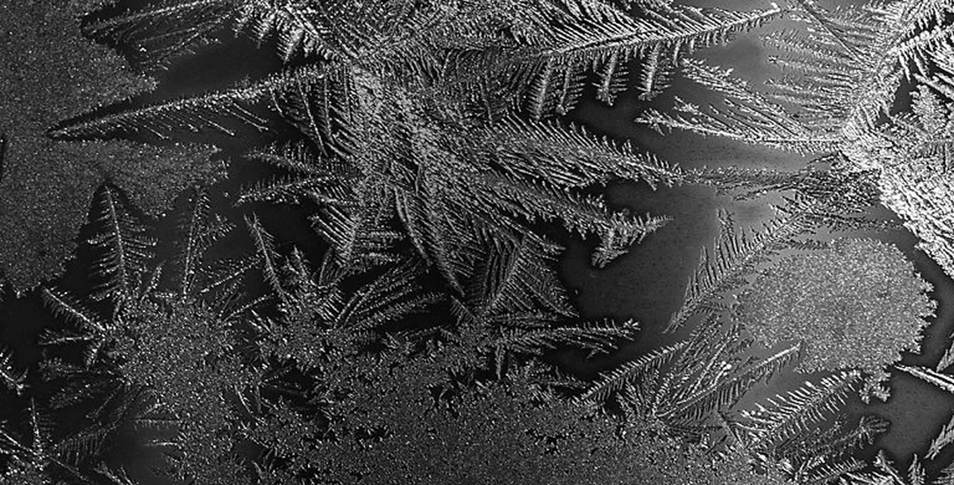 Close-up of crystalized water freezing
