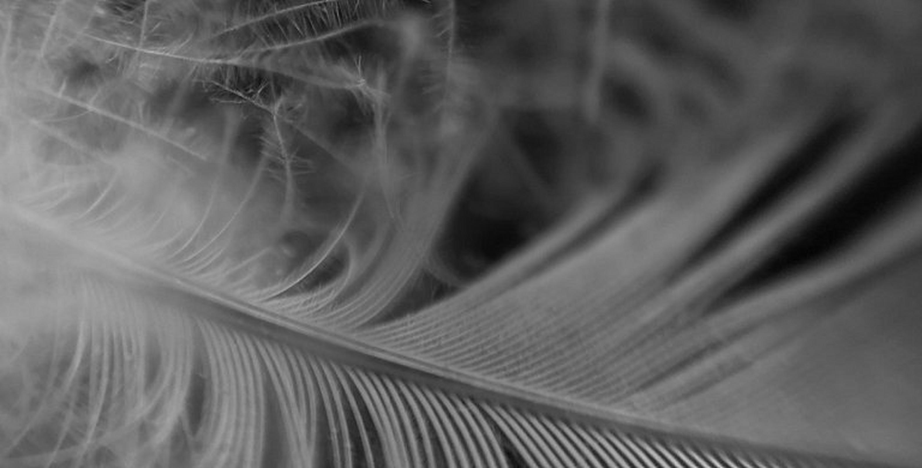 OHI Fabric
