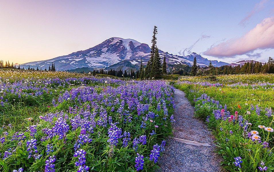 Pebble and dirt path bisects an expansive field of colorful wildflowers. In the distance is a low, snow-covered mountain. 