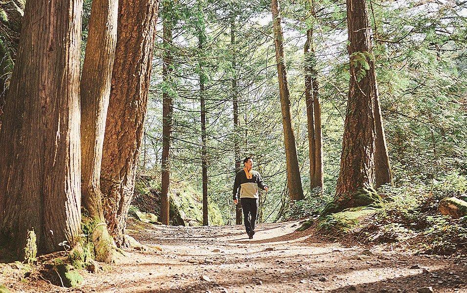 A person walks along a wide dirt path that is bracketed by tall conifer trees and green, low-lying ferns.