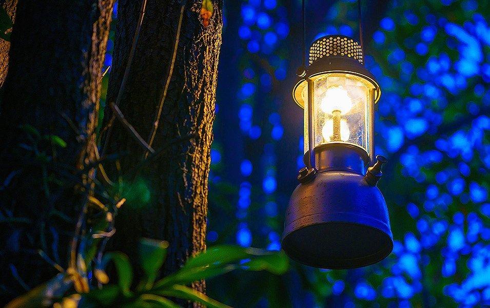 An illuminated lantern hangs from a tree. 