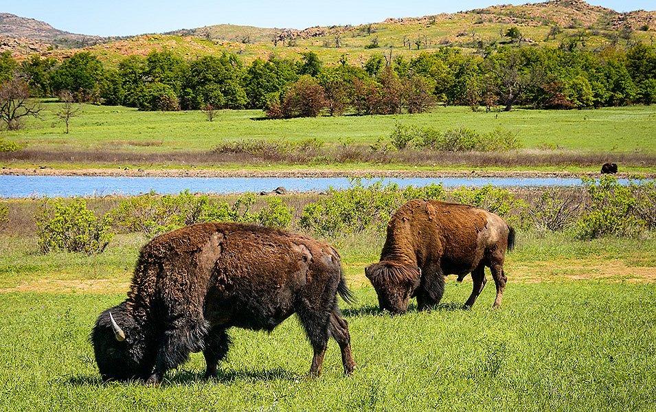 Two bison graze in a grassy meadow, while another stands on the riverbank.