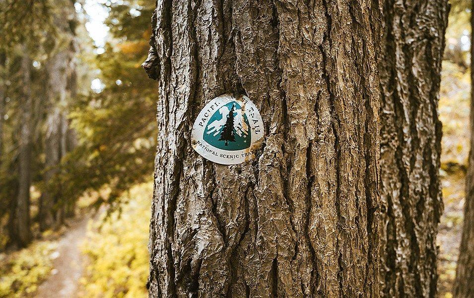 A triangular sign reading "Pacific Crest Trail National Scenic Trail" is attached to a tree trunk.
