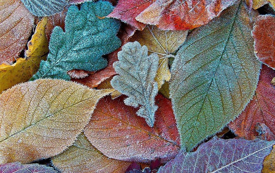 Brightly colored frozen leaves on the ground. 