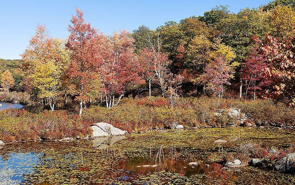 Trees with fall leaves turning colors near a lake. 